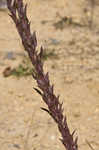 Maryland goldenaster